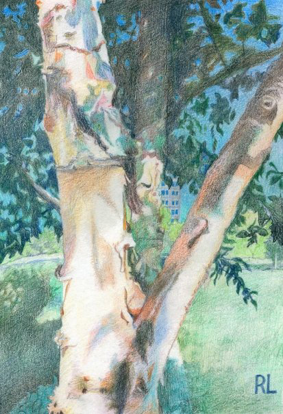 Birch 3 - Hot Summer - colored pencil